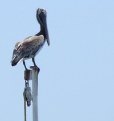 Picture Title - Pelican