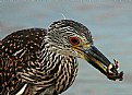 Picture Title - night heron