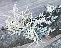 Picture Title - Lichens 