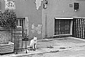 Picture Title - White Cat 