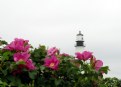 Picture Title - Coastal Rose