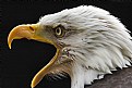 Picture Title - Bald eagle