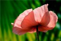 Picture Title - Lamp poppy