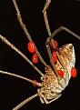 Picture Title - Opiliones vs. Acarina