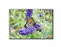 Picture Title - Butterfly 