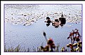 Picture Title - Ducks On A Pond