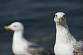 Picture Title - two seagulls