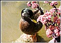 Picture Title - Quack