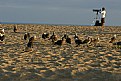 Picture Title - Another day at the beach...