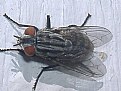 Picture Title - The Fly