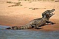Picture Title - Pantanal