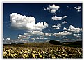 Picture Title - Sunflower field