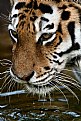 Picture Title - Tiger close up