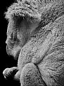 Picture Title - Koala