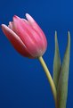 Picture Title - Pink Tulip