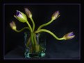 Picture Title - Water Liliess