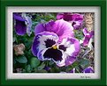 Picture Title - Pansy Time