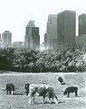Picture Title - original cows-city