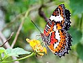 Picture Title - Butterfly and Flower