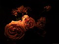 Picture Title - Roses 4 lovers