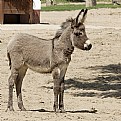 Picture Title - Kid Donkey