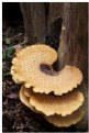 Picture Title - Mushroom