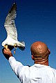 Picture Title - gull II