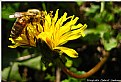 Picture Title - Abeja en faenas...