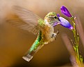 Picture Title - Female Rufous Hummingbird