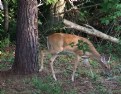 Picture Title - Deer 2