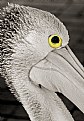 Picture Title - Pelican