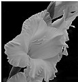 Picture Title - Gladiolus