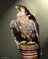 Picture Title - Imperial Falcon