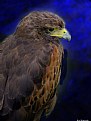 Picture Title - Hawk