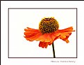 Picture Title - Helenium