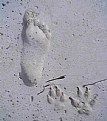 Picture Title - foot prints..human or monster?