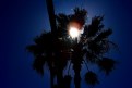 Picture Title - Sun through a palm tree