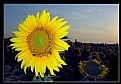 Picture Title - Sunflowers