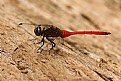 Picture Title - Red Dragonfly