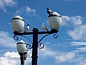 Picture Title - Sky and Birds