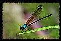 Picture Title - Damselfly