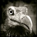 Picture Title - Vulture portrait