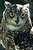 Cape Eagle Owl