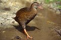 Picture Title - Weka - New Zealand