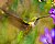 Female Rufous Hummingbird