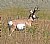 Pronghorn (Antelope)