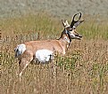 Picture Title - Pronghorn (Antelope)