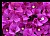 Bougainvillea Purple