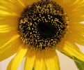 Picture Title - I have allergies...