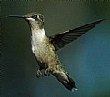 Picture Title - Hummingbird